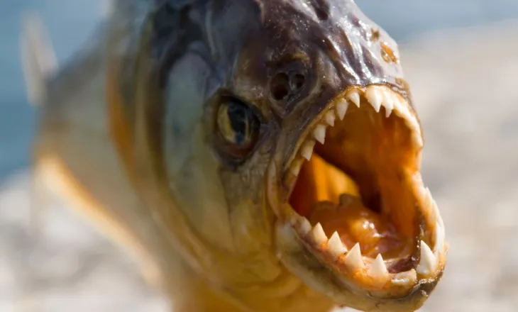 Sulm masiv i piranhave lë mbi 40 notarë të plagosur