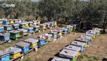 SYRI TV/ Dimri i lagësht godet bletarinë në Fier, Muskaj: Humbje kolonish gjatë kësaj periudhe