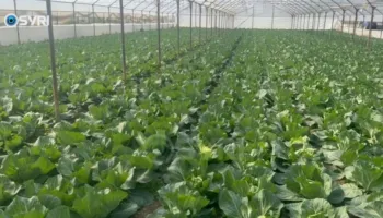 SYRI TV/ Fermerët e Jagodinës në protestë, lakra e Brukselit del me dy koka