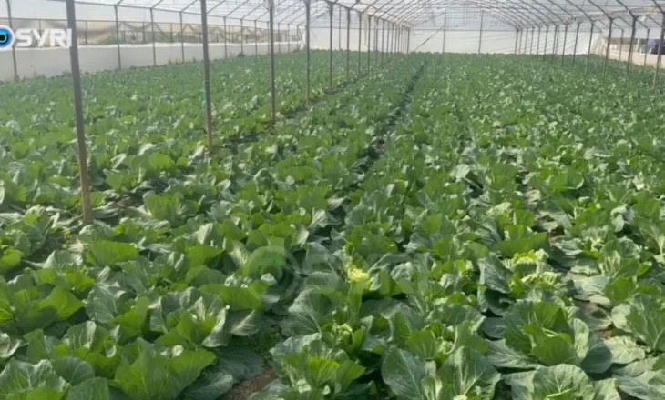 SYRI TV/ Fermerët e Jagodinës në protestë, lakra e Brukselit del me dy koka