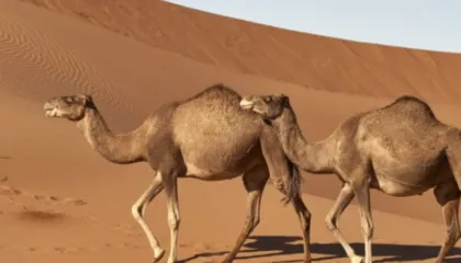 Të fshehur në rërë: Mumjet 7,000-vjeçare të gjetura në Sahara i përkasin një prejardhjeje të panjohur njerëzore