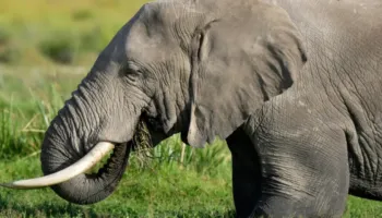 Tragjedi në Indi/ 18 elefantë sulmojnë një shtëpi, 4 anëtarë të një familje ndërrojnë jetë, mes tyre edhe një foshnje tre-muajshe