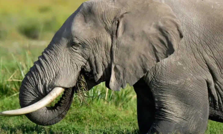 Tragjedi në Indi/ 18 elefantë sulmojnë një shtëpi, 4 anëtarë të një familje ndërrojnë jetë, mes tyre edhe një foshnje tre-muajshe
