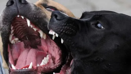 Tragjike/ Ndërroi jetë pas një ataku kardiak, trupi i 51-vjeçarit kthehet në “ushqim” për tre qentë e tij