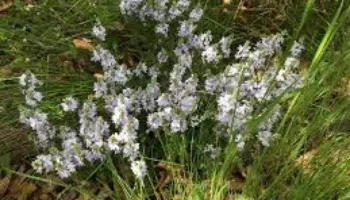 Veronika, thesari i natyrës për shëndetin; Si ta përdorni