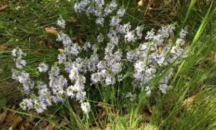 Veronika, thesari i natyrës për shëndetin; Si ta përdorni