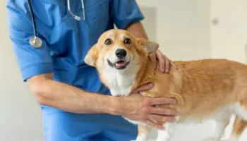 Veterineri zbulon tiparet më të rrezikshme fizike tek qentë