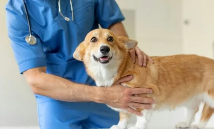 Veterineri zbulon tiparet më të rrezikshme fizike tek qentë