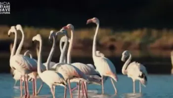 VIDEO/ Flamingot, spektakël i biodiversitetit në lagunën e Divjakë–Karavastasë