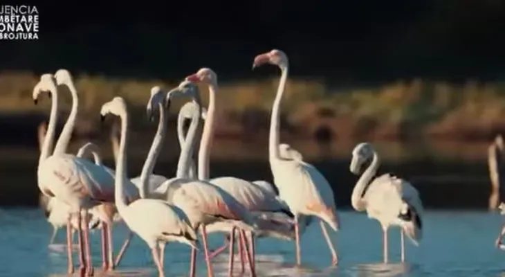 VIDEO/ Flamingot, spektakël i biodiversitetit në lagunën e Divjakë–Karavastasë