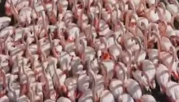 Video për t’u parë, nga bukuria e Zvërnecit