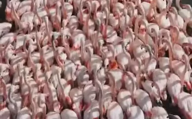 Video për t’u parë, nga bukuria e Zvërnecit