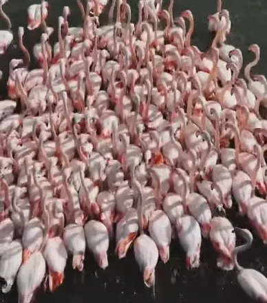 Video për t’u parë, nga bukuria e Zvërnecit