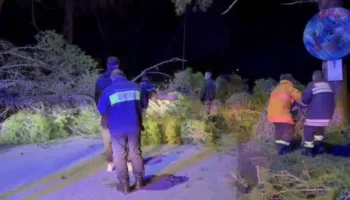 Vlorë/ Era e fortë rrëzon pishën në Pyllin e Sodës, përplaset një automjet nga bllokimi i rrugës