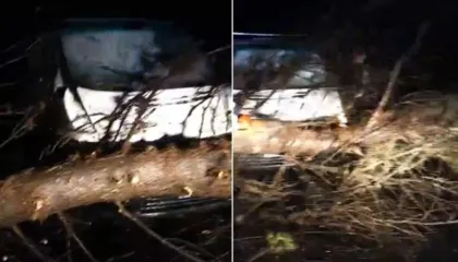 Vlorë/ Moti i keq rrëzon pemë në Pyllin e Sodës, aksidentohet një makinë! Bllokohet rruga në fshatin Shën Vasil