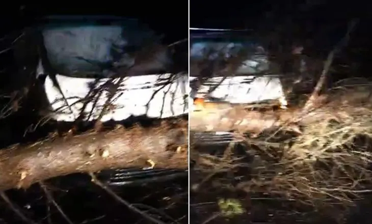 Vlorë/ Moti i keq rrëzon pemë në Pyllin e Sodës, aksidentohet një makinë! Bllokohet rruga në fshatin Shën Vasil