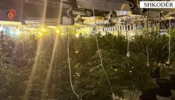 Zbulohet tuneli me kanabis në Shkodër, arrestohen tre persona dhe procedohen tre punonjës së OSHEE