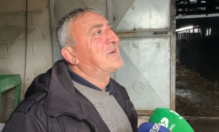 Zjarri i dogji 22 kokë gjedhë, flet fermeri nga Selenica: Kam 300 mijë euro dëme