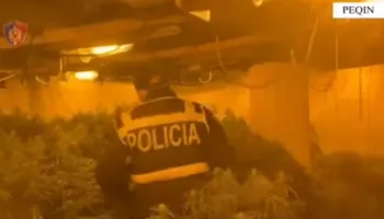 4 mijë bimë kanabis/ Shpallet në kërkim pronari, drejtor i burgut të Rrogozhinës dhe përgjegjësi i OSHEE-së