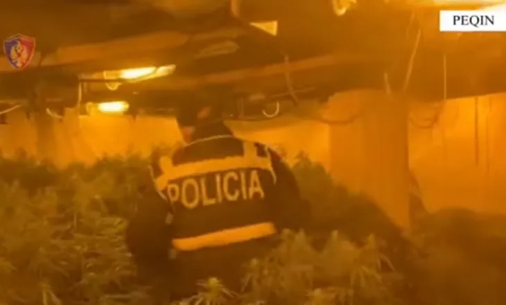 4 mijë bimë kanabis/ Shpallet në kërkim pronari, drejtor i burgut të Rrogozhinës dhe përgjegjësi i OSHEE-së