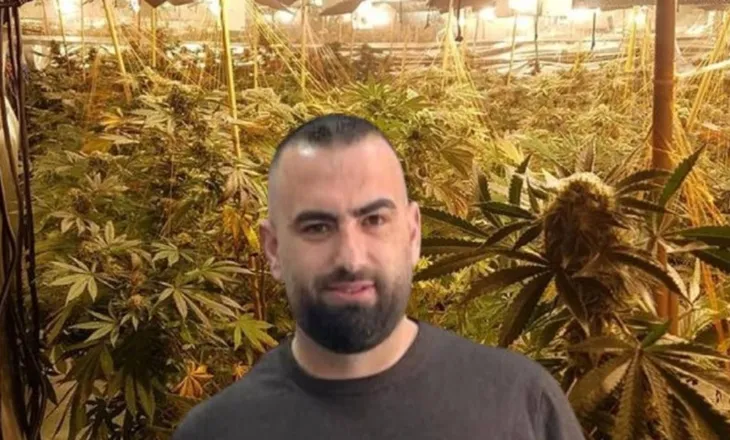 4 mijë rrënjë kanabisi në banesën e tij, lirohet drejtori i burgut të Rrogozhinës, në kërkim vëllai i tij