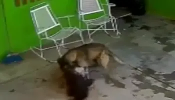 7-vjeçarja në Meksikë sulmohet nga qeni i familjes, 68 qepje në kokë dhe 6 orë në sallën e operacionit (Pamje të rënda)