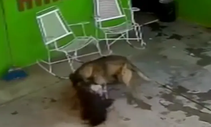 7-vjeçarja në Meksikë sulmohet nga qeni i familjes, 68 qepje në kokë dhe 6 orë në sallën e operacionit (Pamje të rënda)