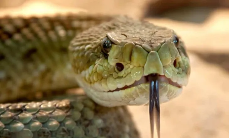 A të ndjek vërtet gjarpri? 5 mite që i kemi besuar gabim për vite me radhë