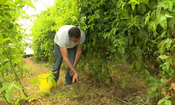 Abuzimi me plehrat kimikë/ Blihen lirë nga kompanitë, fermerët ankohen: Janë 30% më shtrenjtë se viti i kaluar