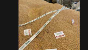 AKU bllokon 5 ngarkesa misri blegtoral me aflatoksinë, vinin nga Serbia e Greqia