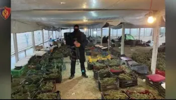 Akuzohen se kultivuan deri në 1.8 tonë kanabis në Berat, SPAK kërkon 133 vite burg për 17 të pandehurit