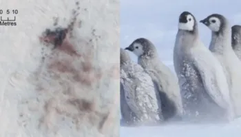 Alarm në Antarktidë! Mijëra pinguinë perandorë mund të kenë ngrirë pas zhdukjes së akullit