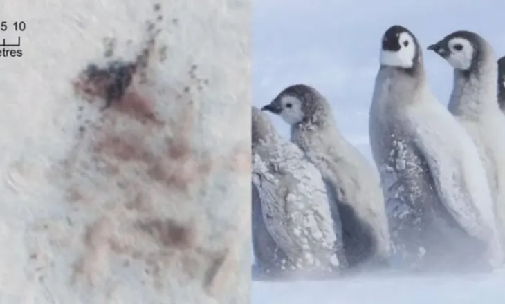 Alarm në Antarktidë! Mijëra pinguinë perandorë mund të kenë ngrirë pas zhdukjes së akullit