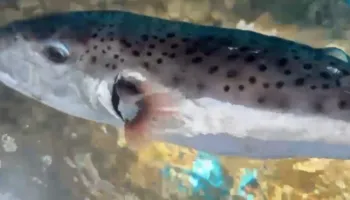 Alarm në bregdet, konfirmohet rasti i dytë i peshkut helmues