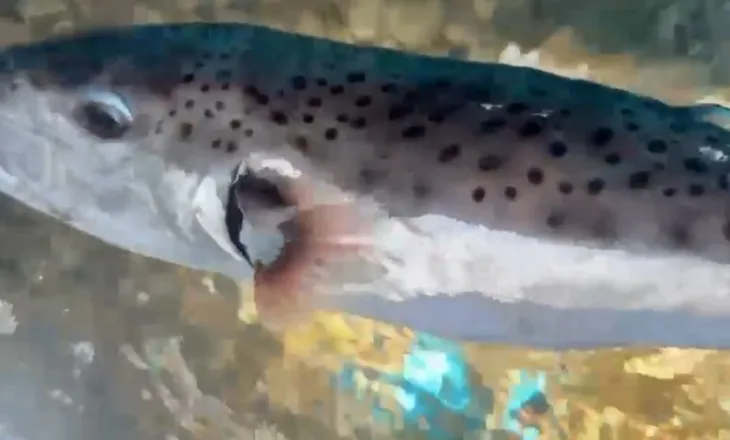 Alarm në bregdet, konfirmohet rasti i dytë i peshkut helmues