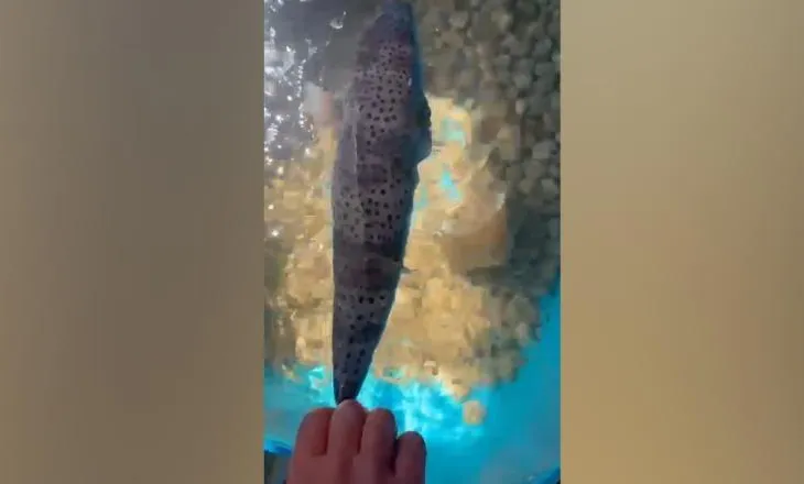 ALARM në bregdetin e Vlorës, konfirmohet rasti i dytë i peshkut helmues ‘Qyle’