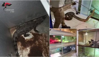 Anakonda, pitonë dhe krokodil, zbulohet ‘ferma’ e zvarranikëve të rrezikshëm në Bari të Italisë