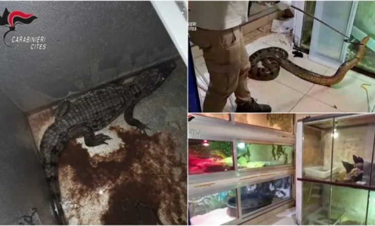 Anakonda, pitonë dhe krokodil, zbulohet ‘ferma’ e zvarranikëve të rrezikshëm në Bari të Italisë