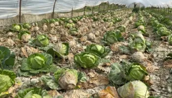 “Askush s’ka ardhur të verifikojë dëmet”/ Dalja nga shtrati e lumit Vjosë, fermerët në Fier kërkojnë dëmshpërblim