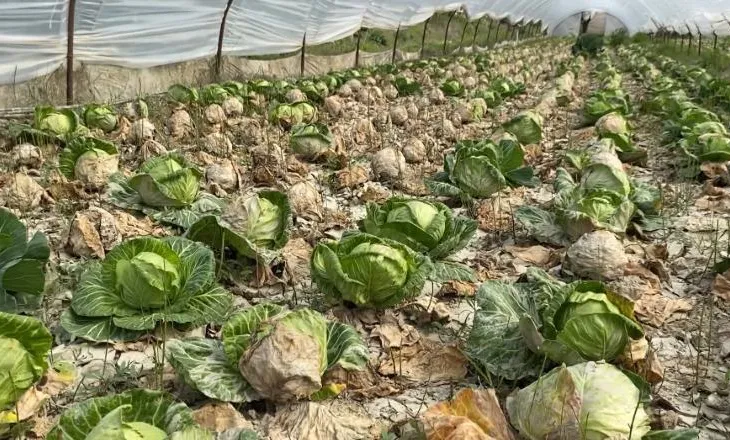 “Askush s’ka ardhur të verifikojë dëmet”/ Dalja nga shtrati e lumit Vjosë, fermerët në Fier kërkojnë dëmshpërblim