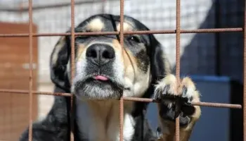 Banorët e Dubait ikin, emergjencë në rritje për shkak të kafshëve shtëpiake të braktisura