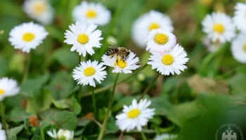 Begaj i uron shqiptarëve Ditën e Verës: Sjelltë kjo festë gëzim dhe begati