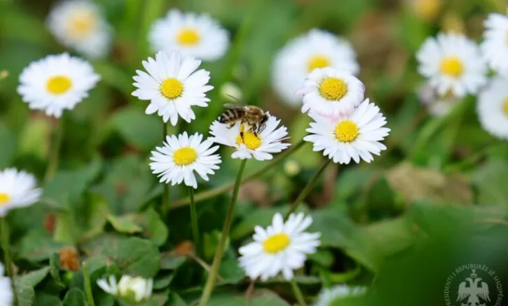 Begaj i uron shqiptarëve Ditën e Verës: Sjelltë kjo festë gëzim dhe begati