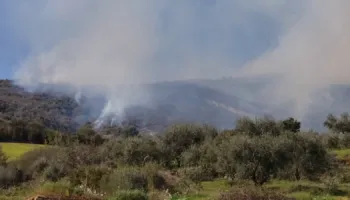 Berat/ Zjarri përfshin ullishtet në fshatin Duhanas, flakët përhapen drejt zonës me pisha