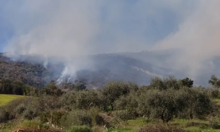 Berat/ Zjarri përfshin ullishtet në fshatin Duhanas, flakët përhapen drejt zonës me pisha
