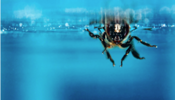 Bletët mund të marrin frymë nën ujë