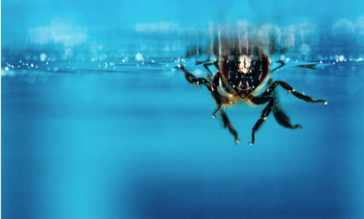 Bletët mund të marrin frymë nën ujë