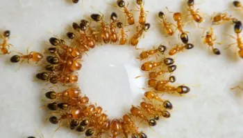 Çfarë është spiralja e vdekjes së milingonave?