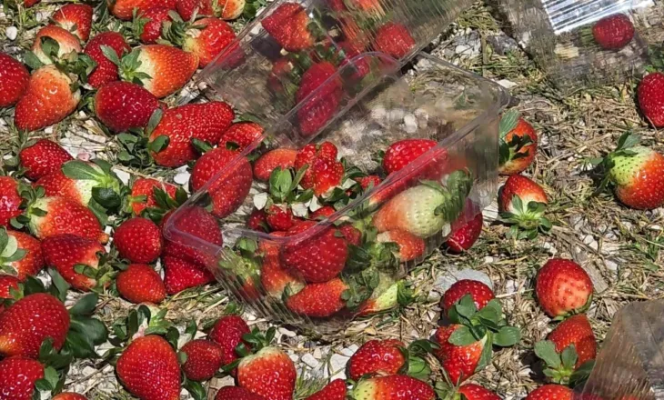 Çmimi i ulët i luleshtrydhes nxjerr në protestë fermerët e Fierit, ankohen për politikat e pikave të grumbullimit: Ky është viti më i keq, po falimentojmë