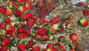 Çmimi i ulët i luleshtrydhes nxjerr në protestë fermerët e Fierit, ankohen për politikat e pikave të grumbullimit